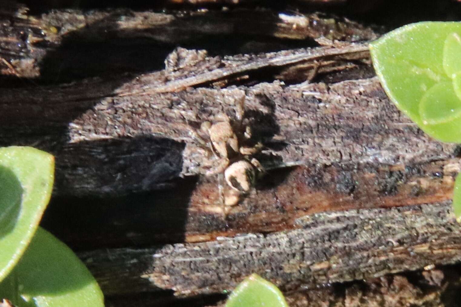 Image of Habronattus californicus (Banks 1904)