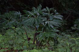 Image of Arisaema thunbergii subsp. urashima (H. Hara) H. Ohashi & J. Murata