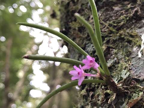 Image de Holcoglossum pumilum (Hayata) L. J. Chen, X. J. Xiao & G. Q. Zhang