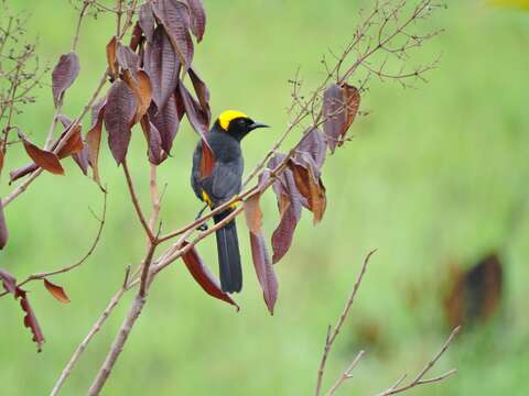 Icterus cayanensis (Linnaeus 1766)的圖片