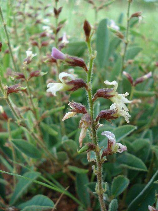 Image de Ophrestia oblongifolia (E. Mey.) H. M. L. Forbes