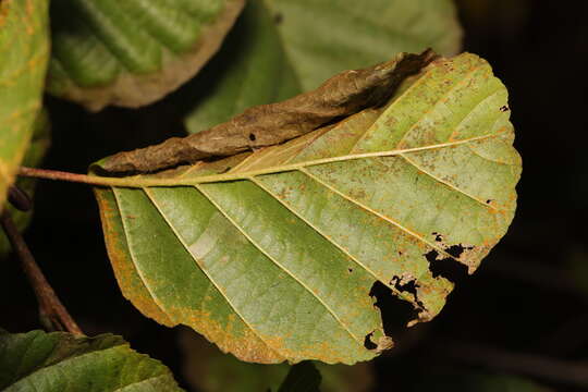 Image of Caloptilia elongella (Linnaeus 1761)