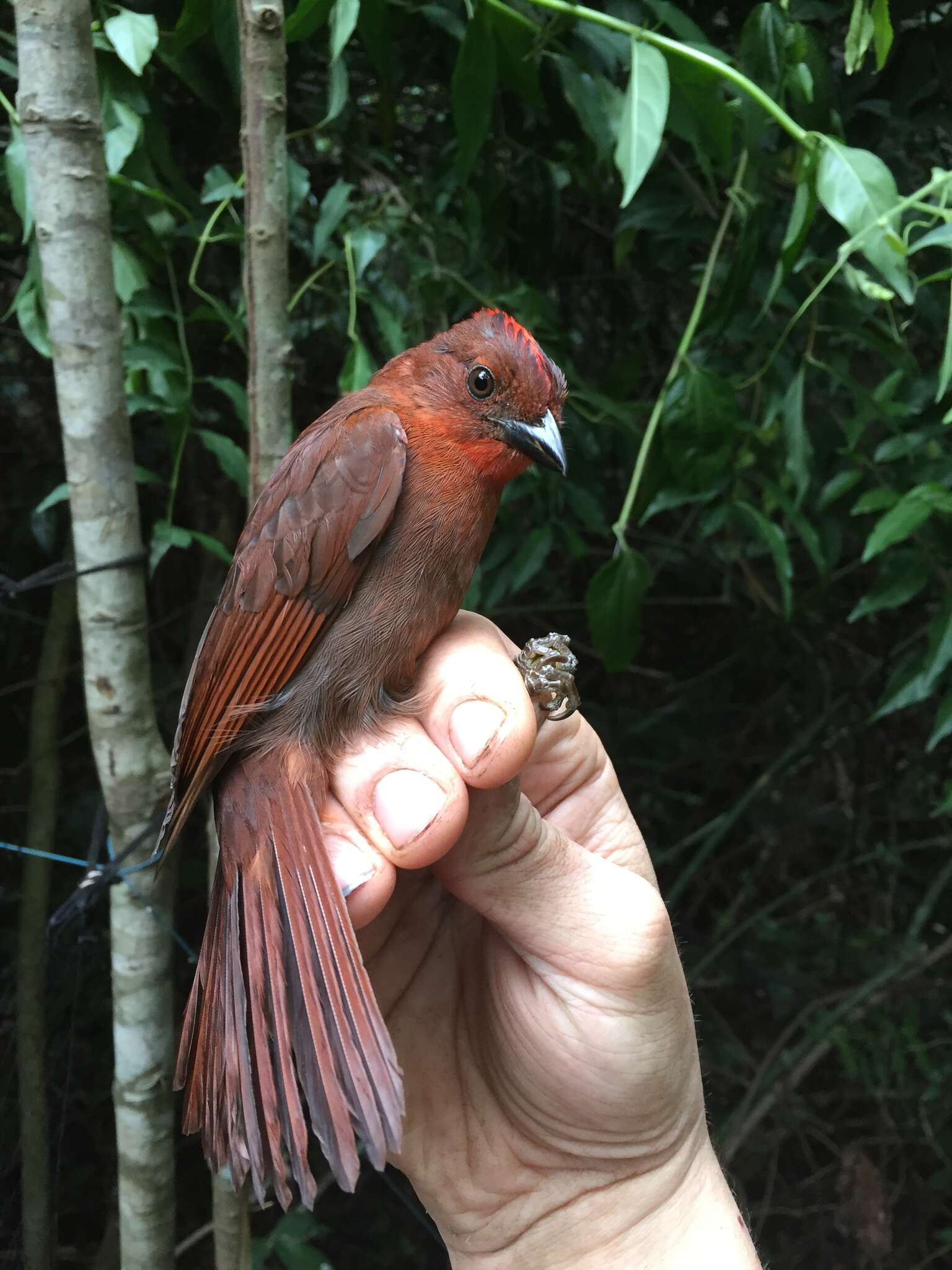 Image of Red-crowned Ant Tanager