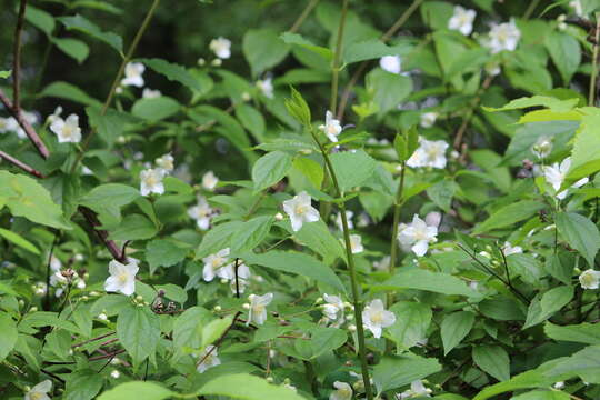 Image of sweet mock orange