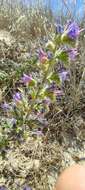 Image of Echium gaditanum Boiss.