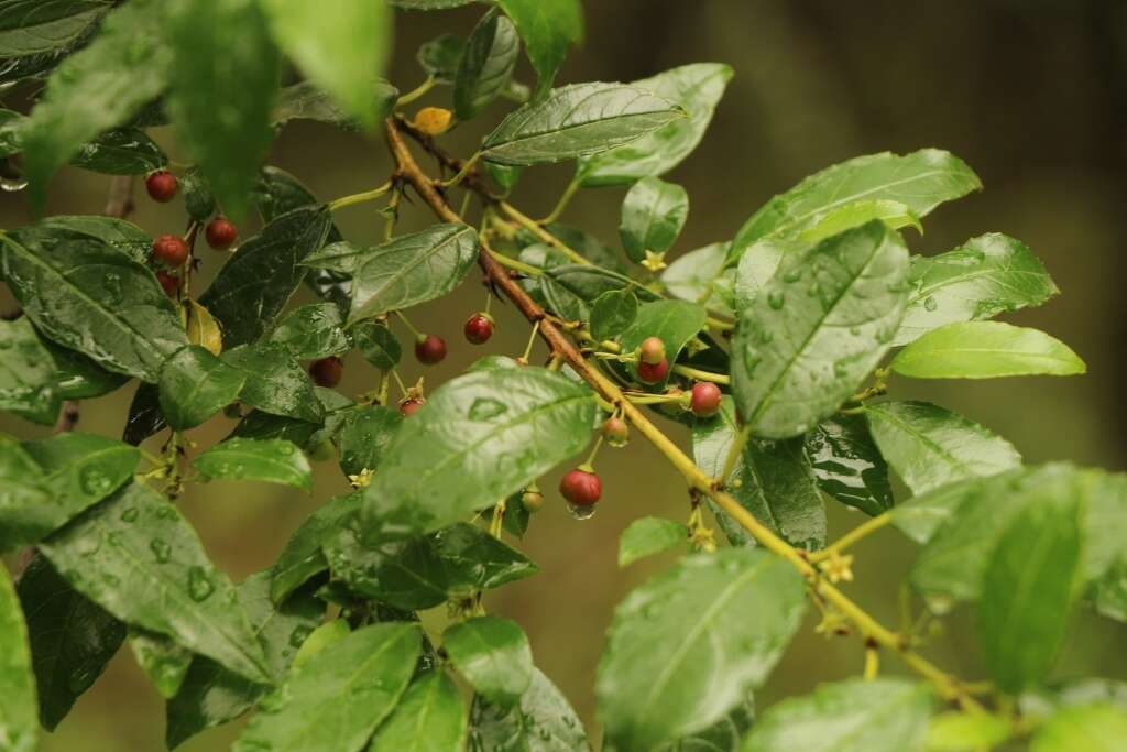 Sivun Rhamnus prinoides L'Her. kuva