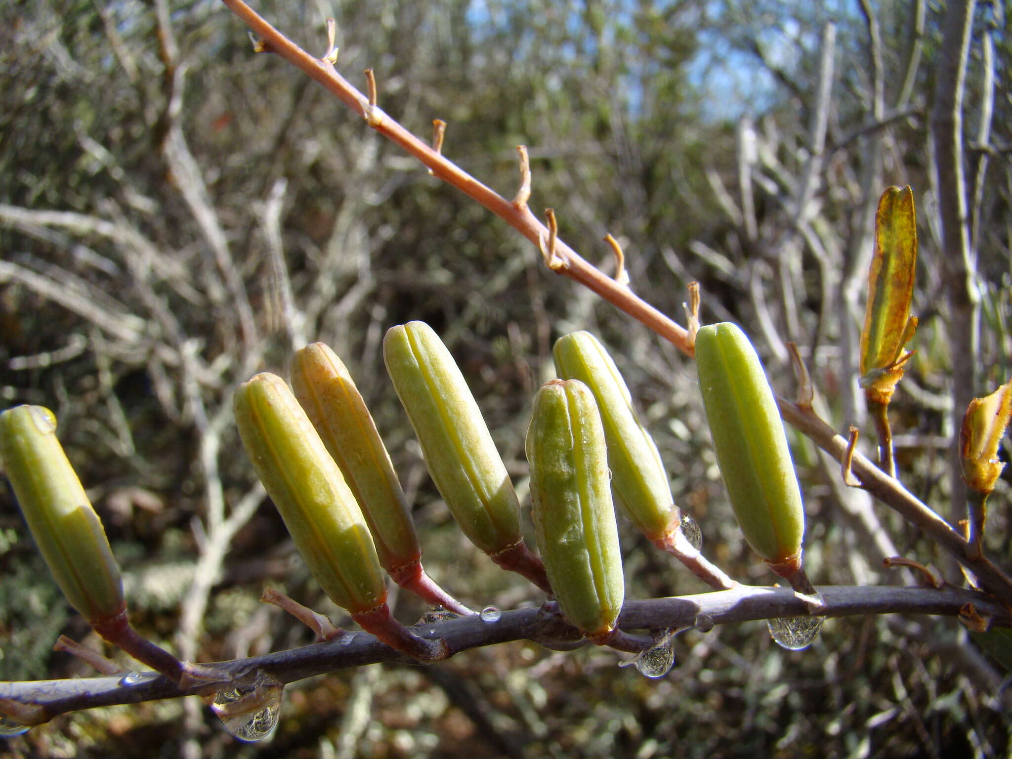 Image of Astroloba rubriflora (L. Bolus) Gideon F. Sm. & J. C. Manning