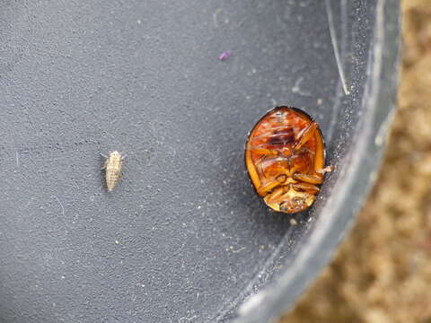 صورة Dinocampus coccinellae paralysis virus