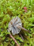 Image of Mycenella bryophila (Voglino) Singer 1951