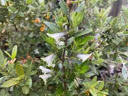 Prostanthera monticola B. J. Conn resmi