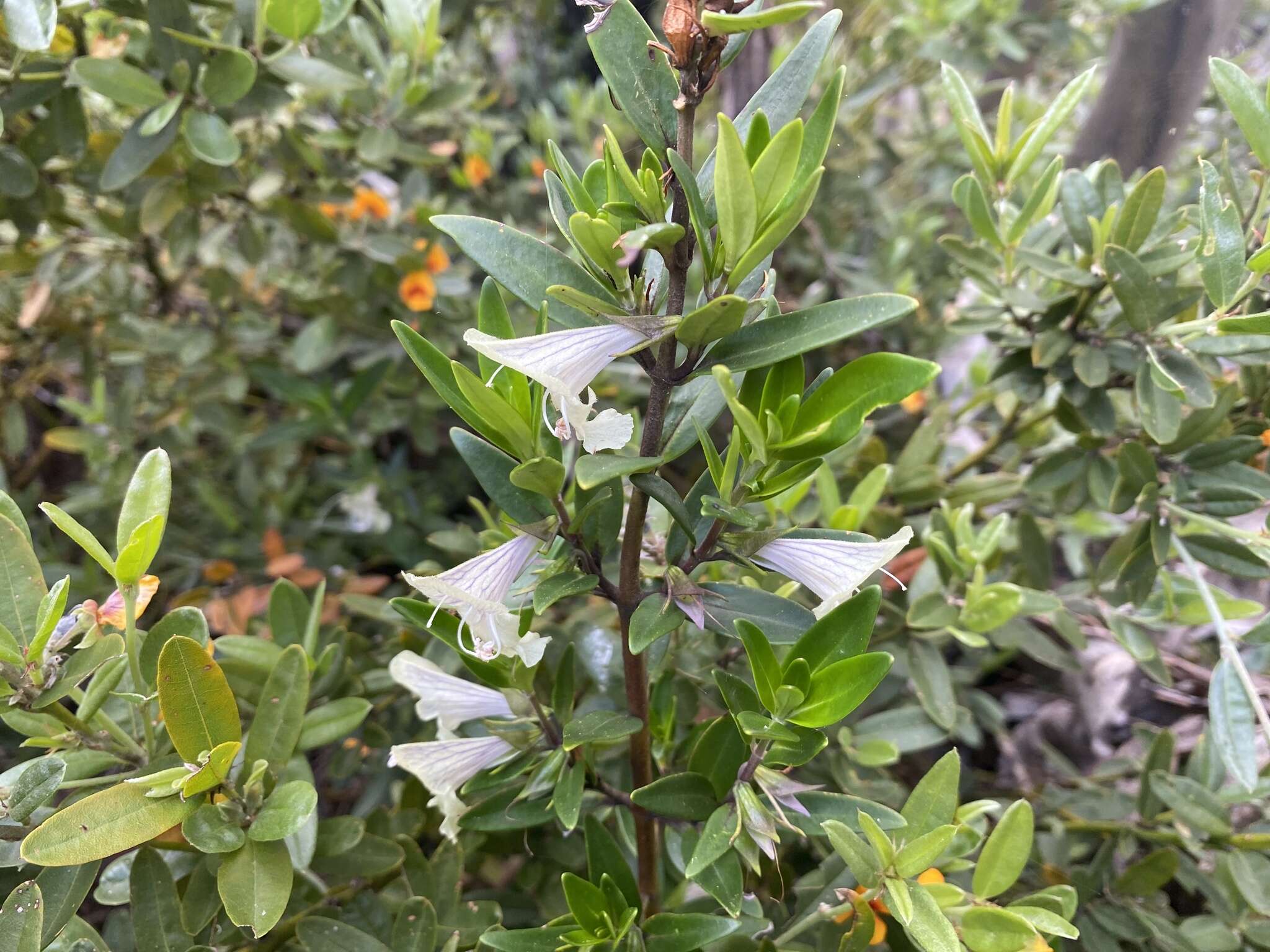 Prostanthera monticola B. J. Conn resmi