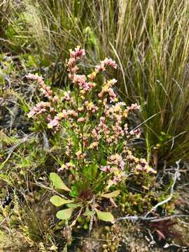 Image of Limonium australe var. australe