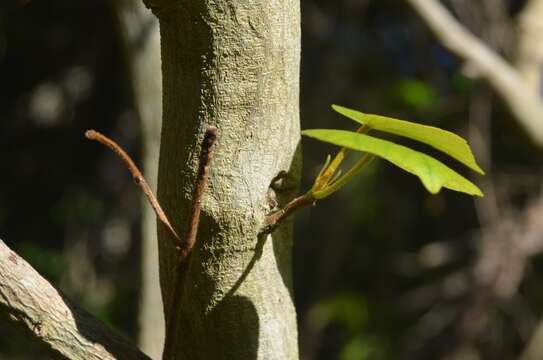 Image of Bakeridesia yucatana (Standl.) D. M. Bates