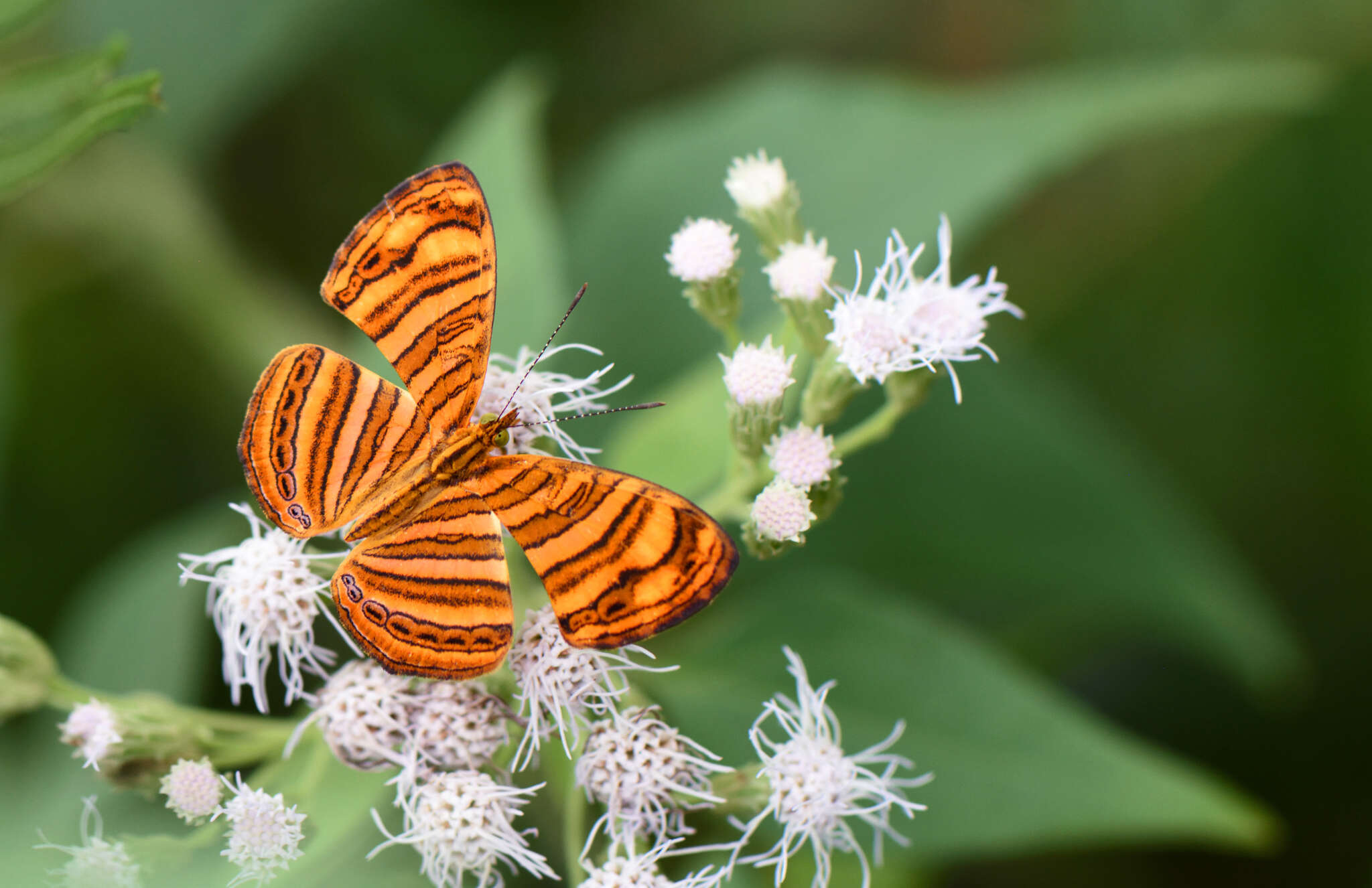 Image of Chersonesia peraka Distant 1884