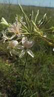 Image of Variable stork's-bill