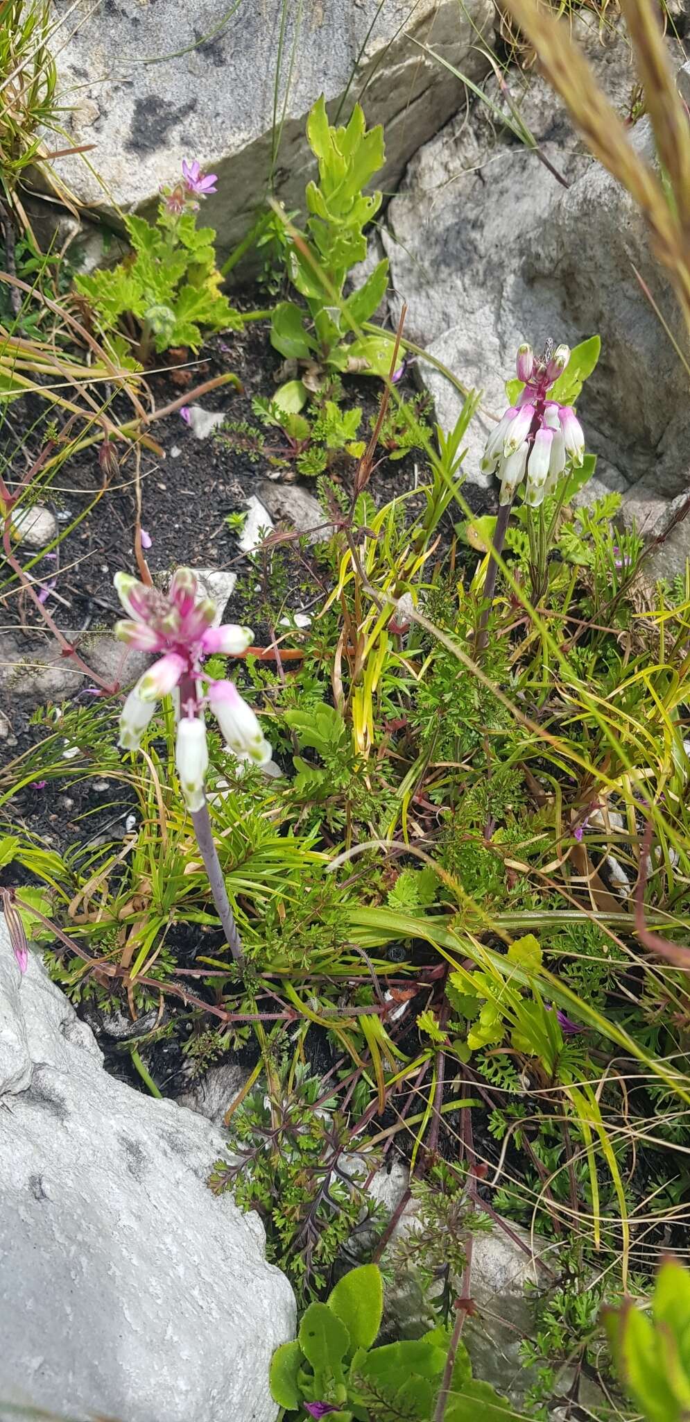 Imagem de Lachenalia sargeantii W. F. Barker