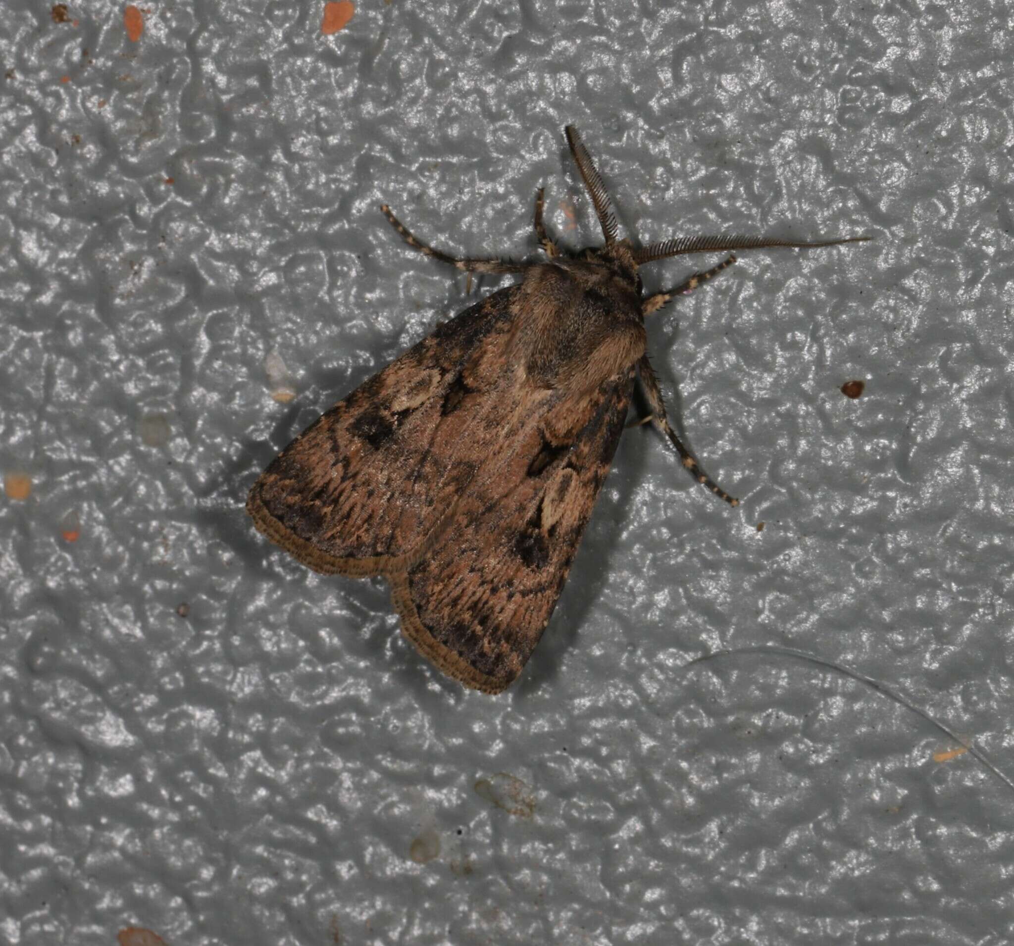 Image of Agrotis interjectionis Guenée 1852