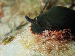 Image of Dendrodoris arborescens (Collingwood 1881)