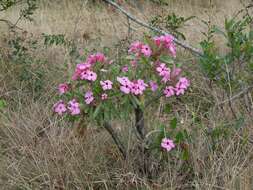 Image de Adenium obesum subsp. swazicum (Stapf) G. D. Rowley