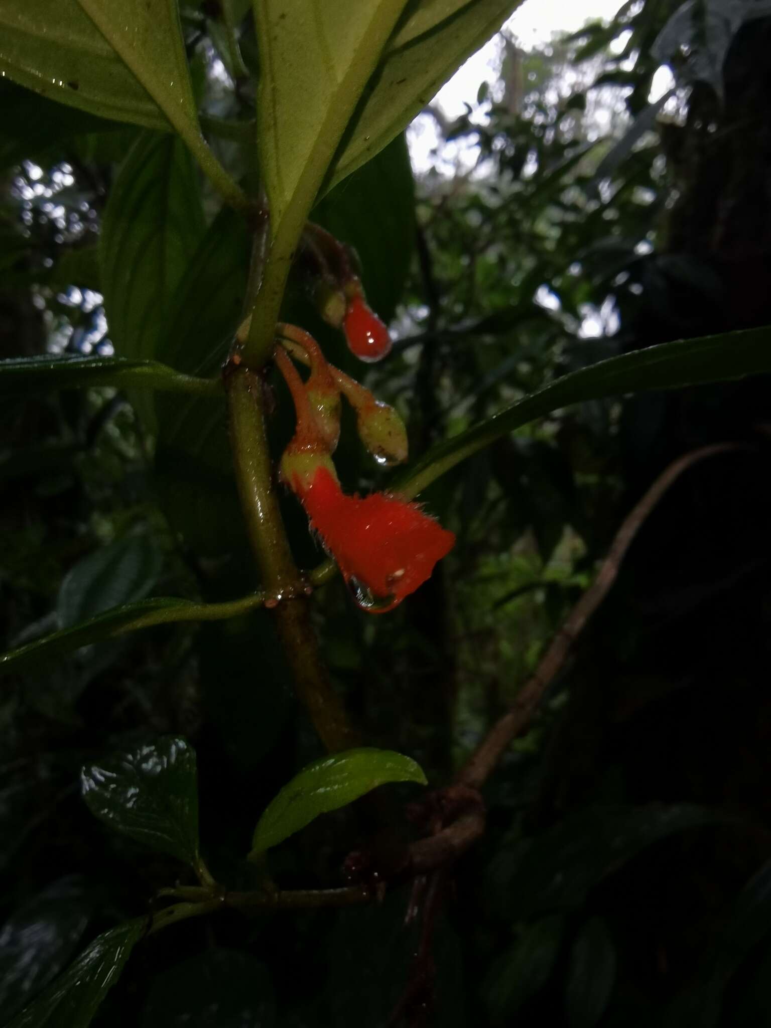 Image of Glossoloma pycnosuzygium (Donn. Sm.) J. L. Clark