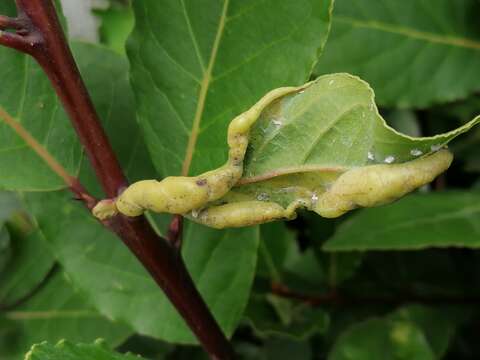 Image of Lauritrioza