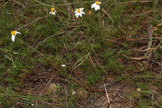 Image of Bidens pringlei Greenm.