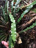 Plancia ëd Austroblechnum patersonii (R. Br.) Gasper & V. A. O. Dittrich