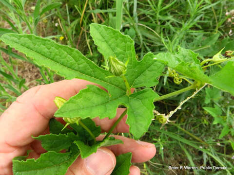 Image of Coccinia adoensis (A. Rich.) Cogn.