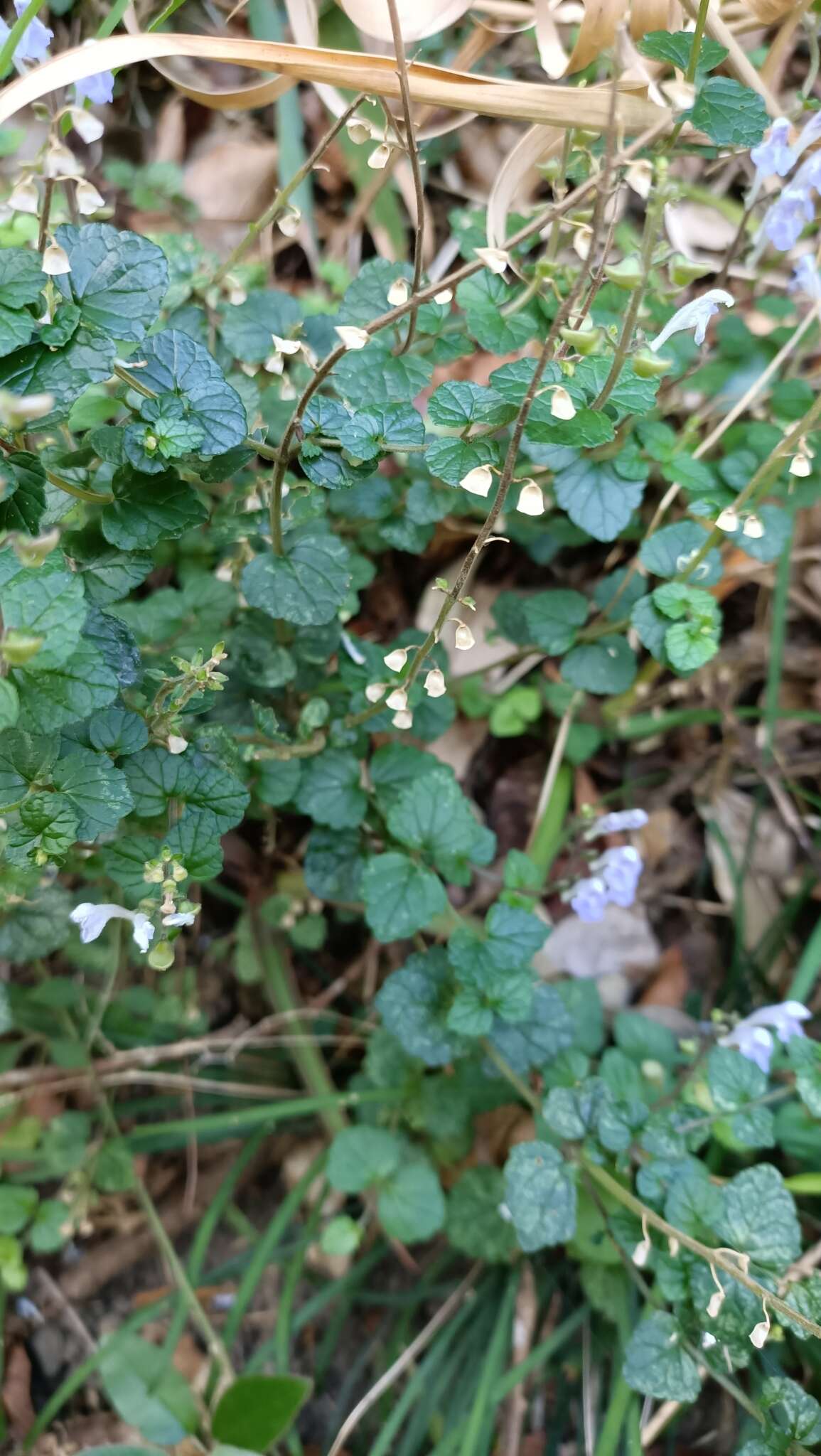 Image of <i>Scutellaria austrotaiwanensis</i>