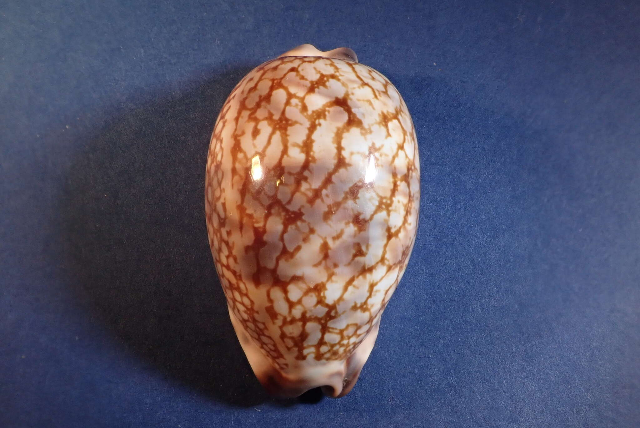 Image of harlequin cowrie