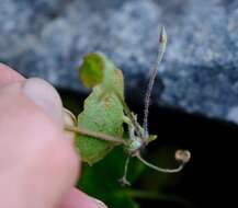 Image of Centella eriantha (Rich.) Drude