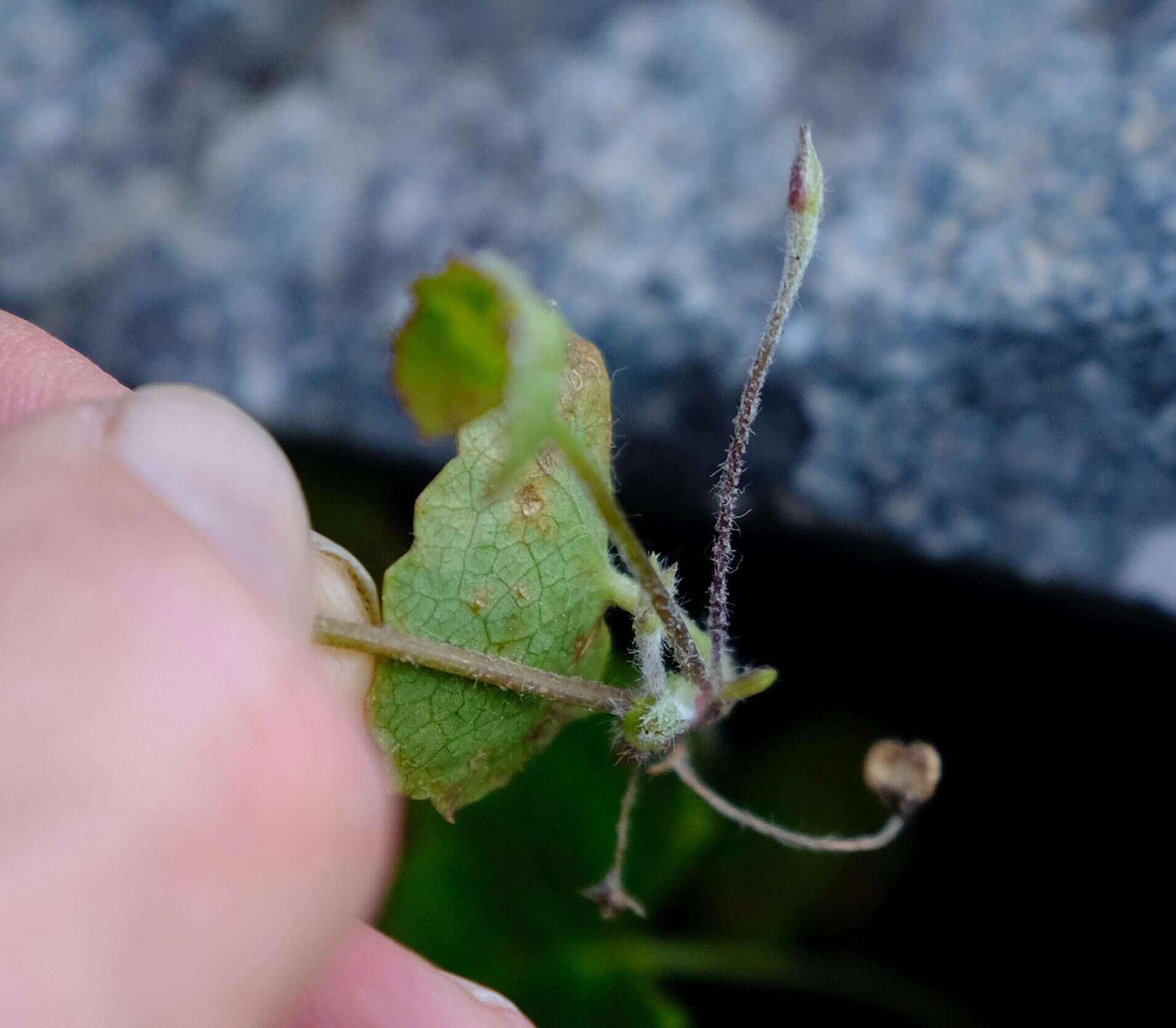 Imagem de Centella eriantha (Rich.) Drude