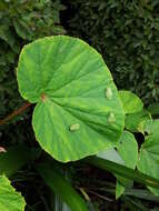 Image of Japanese Tree Frog