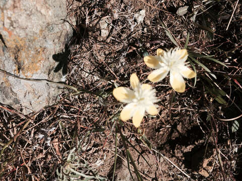 Image of Platystemon californicus Benth.