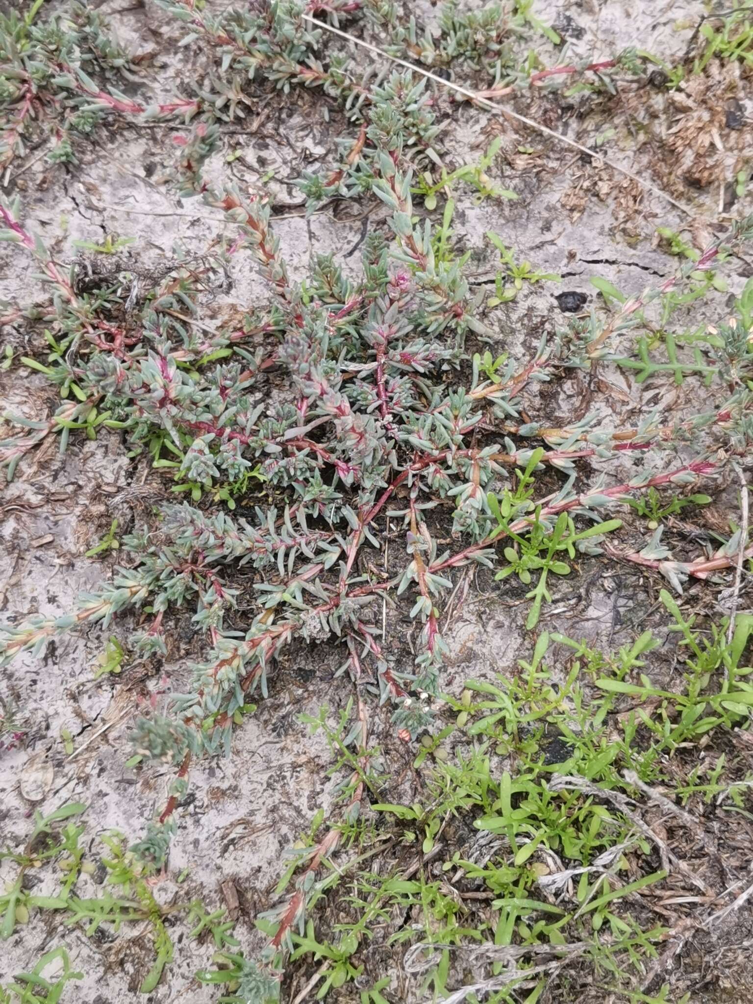 Слика од Camphorosma annua Pall.