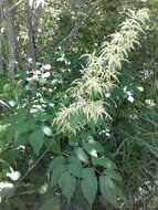 Sivun Aruncus dioicus var. dioicus kuva