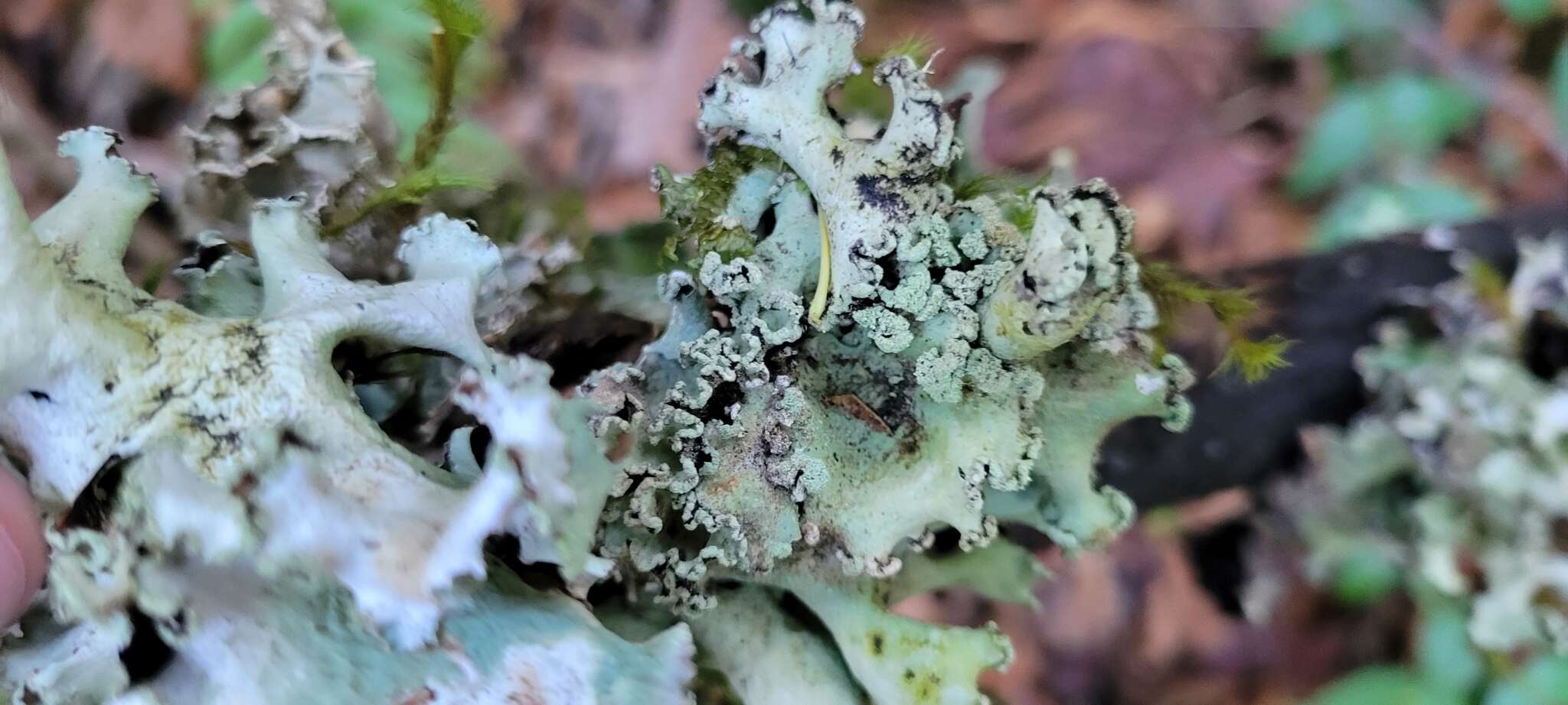 Image of giant shield lichen