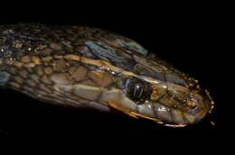 Image of Hallowell's House Snake