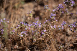 Image of hooked pincushionplant