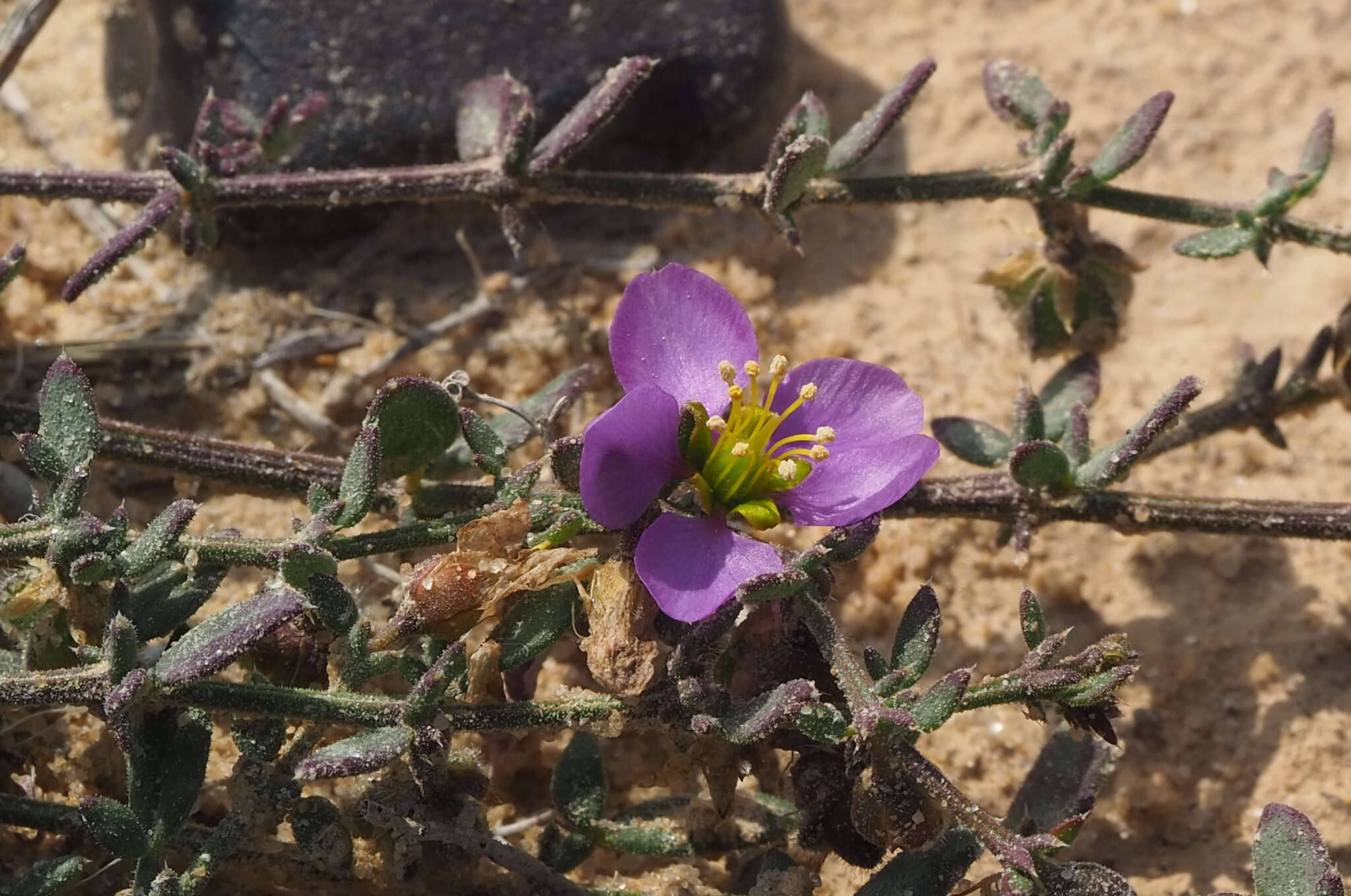 Image of Fagonia glutinosa Del.