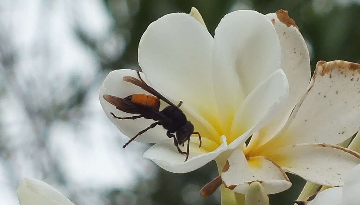 Слика од Vespa affinis (Linnaeus 1764)