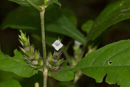 Neuracanthus africanus T. Anders. ex S. Moore resmi