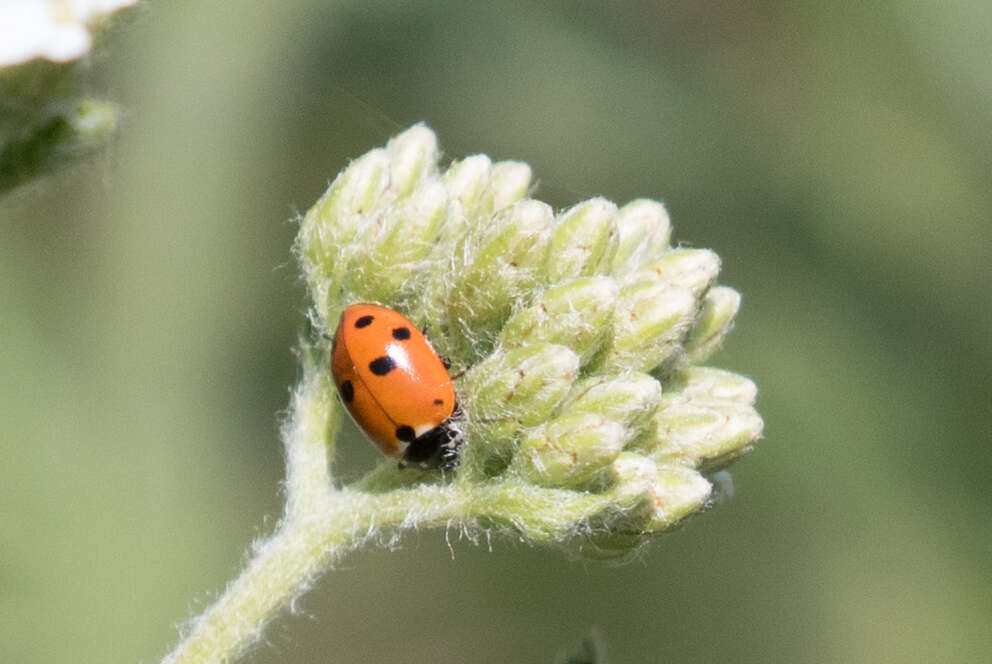 Image of Lady beetle