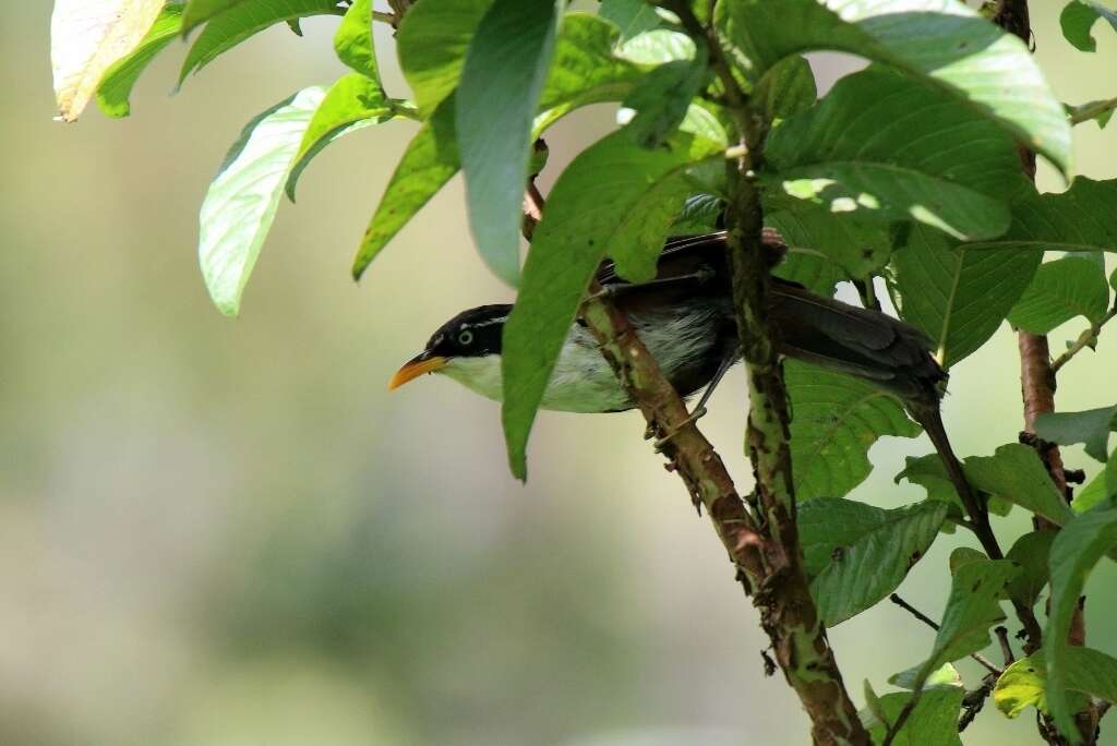 Pomatorhinus montanus Horsfield 1821 resmi