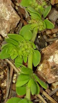 Image of Eurasian nailwort