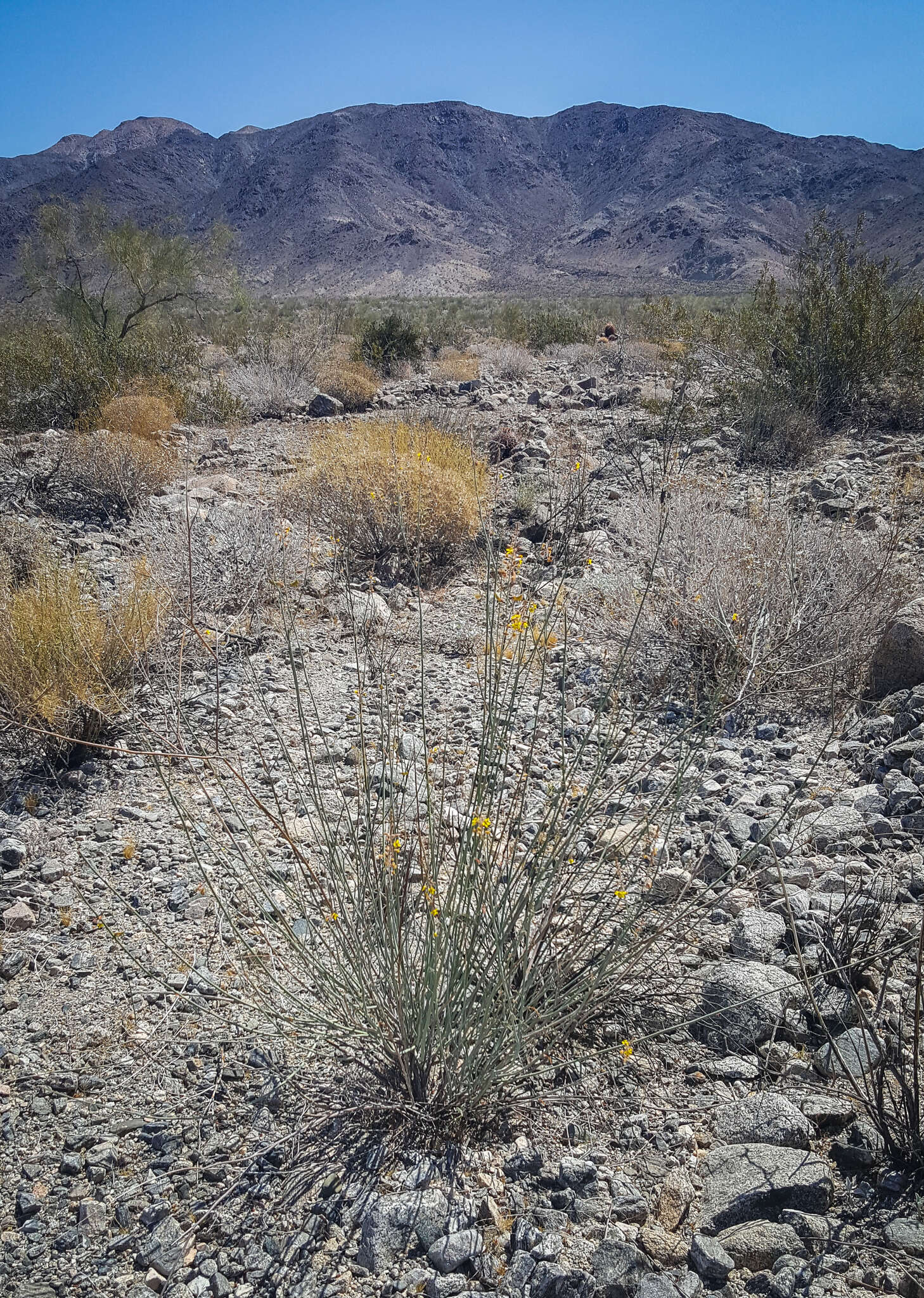 Plancia ëd Hoffmannseggia microphylla Torr.