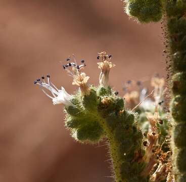 Phacelia palmeri Torr. ex S. Wats.的圖片