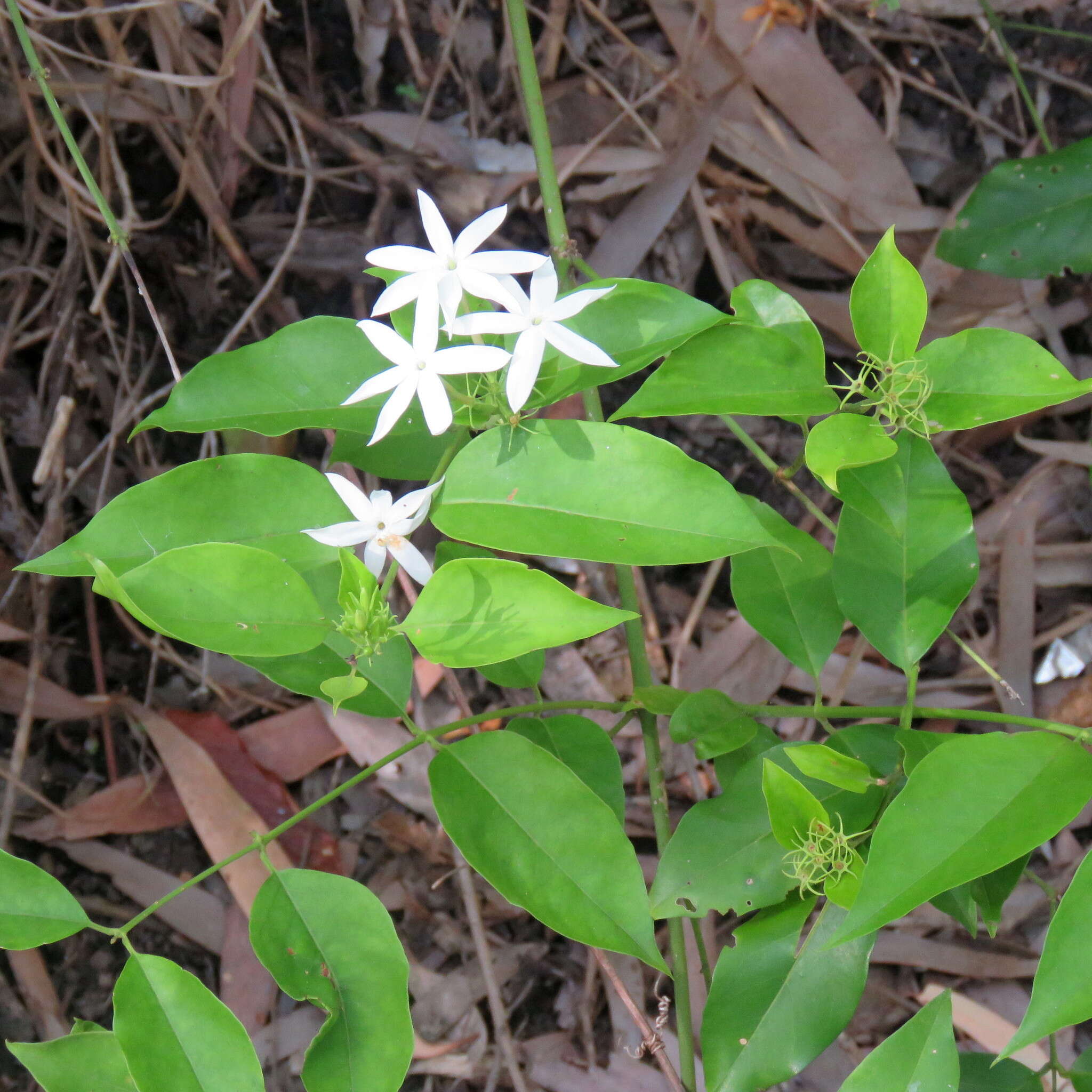 Image of Jasmine, Native