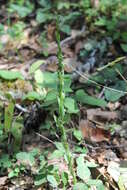 Image of Shortflowered bog orchid