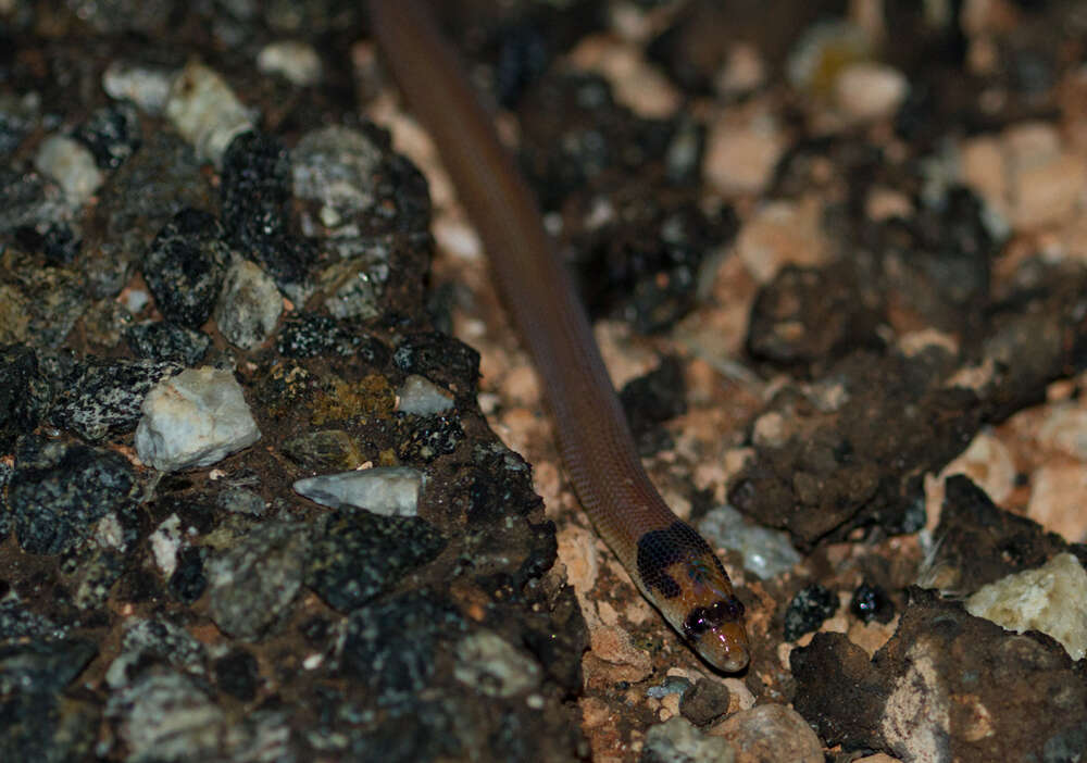 Image of Western hooded scaly-foot